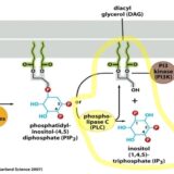 リン脂質におけるシグナル伝達
